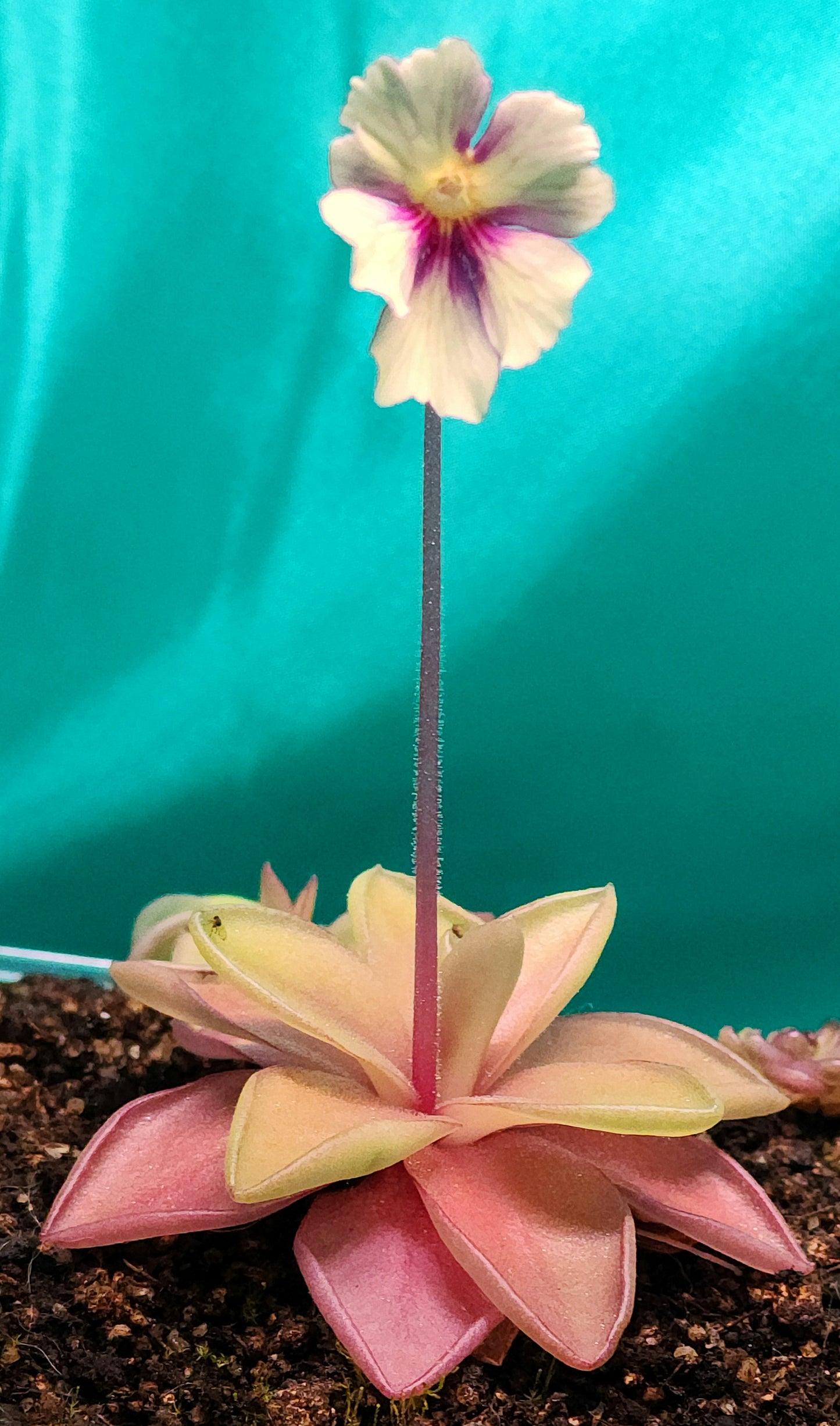 Pinguicula 'Razzberry Blonde'