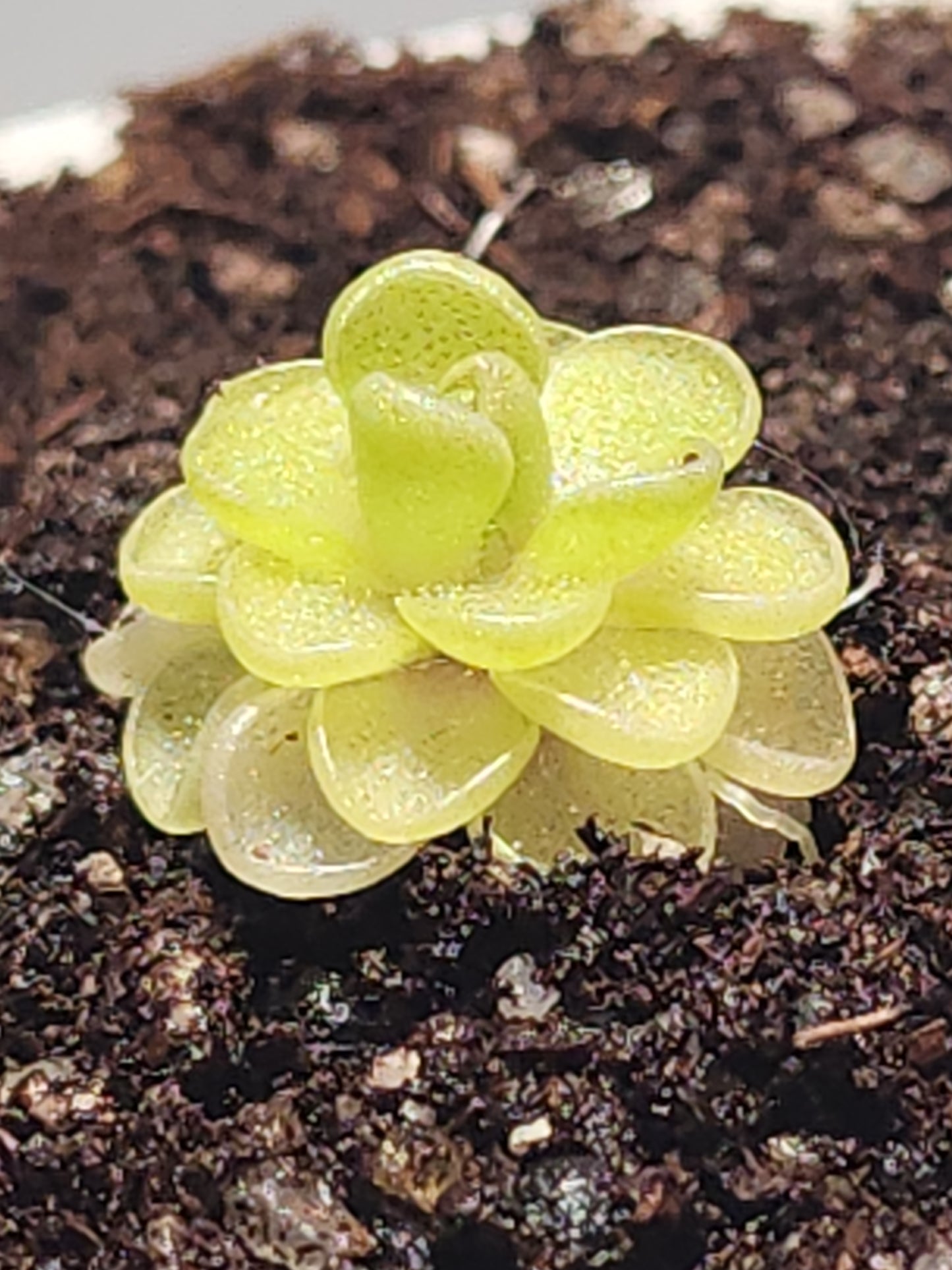 Pinguicula emarginata x juavamensis