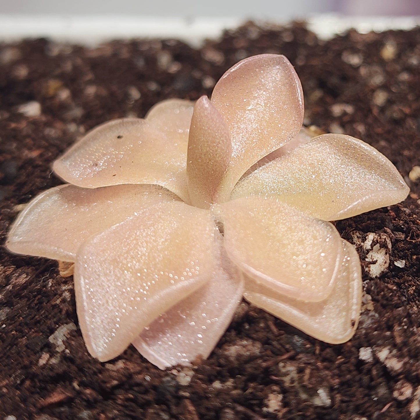 Pinguicula ‘Pirouette’