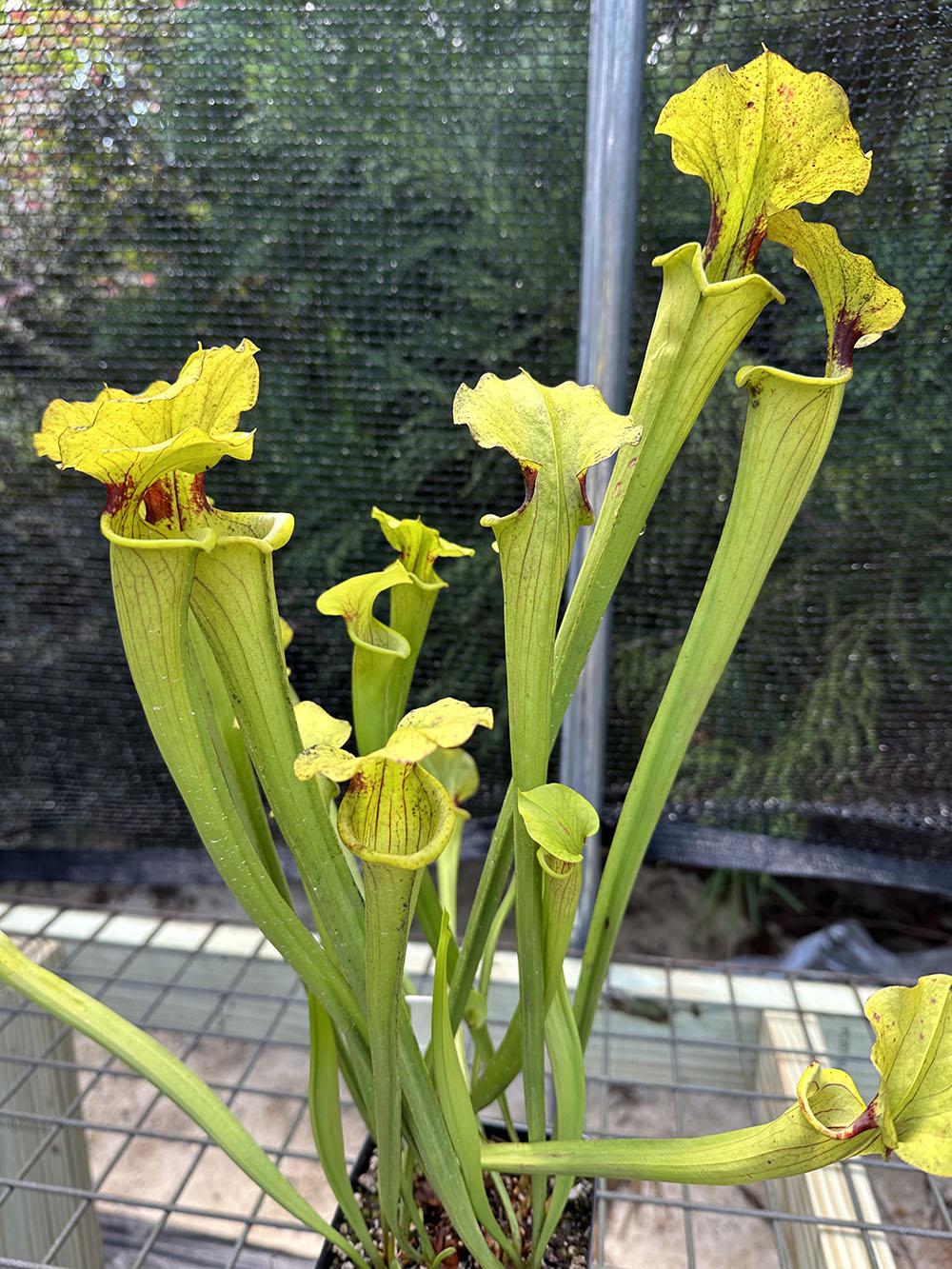 Sarraceia Flava and it’s many color forms