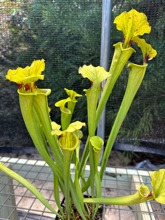 Sarraceia Flava and it’s many color forms