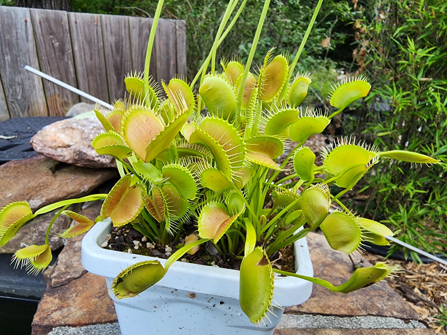 Dionaea (Venus Fly Traps)