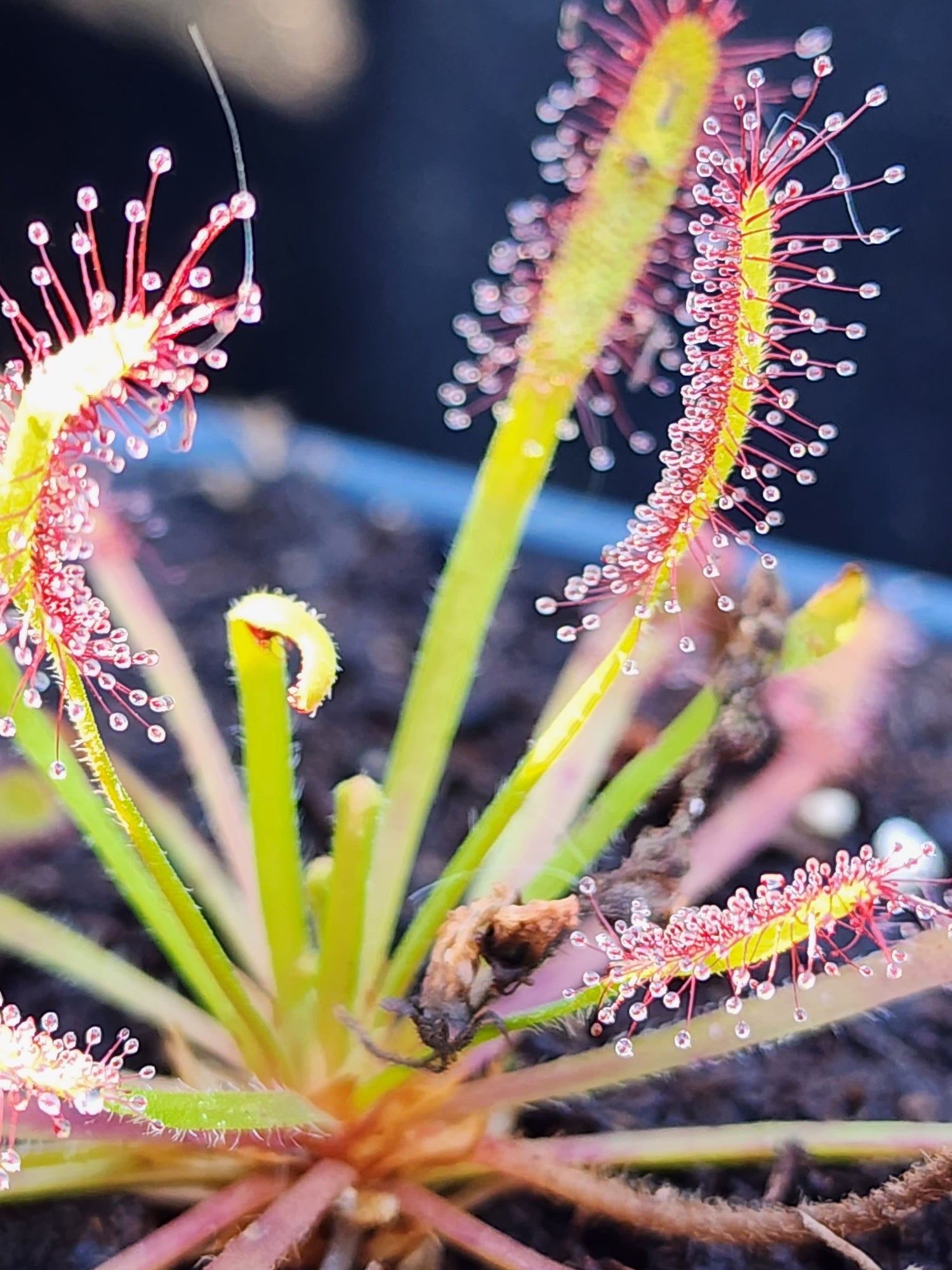 Drosera (Sundews)