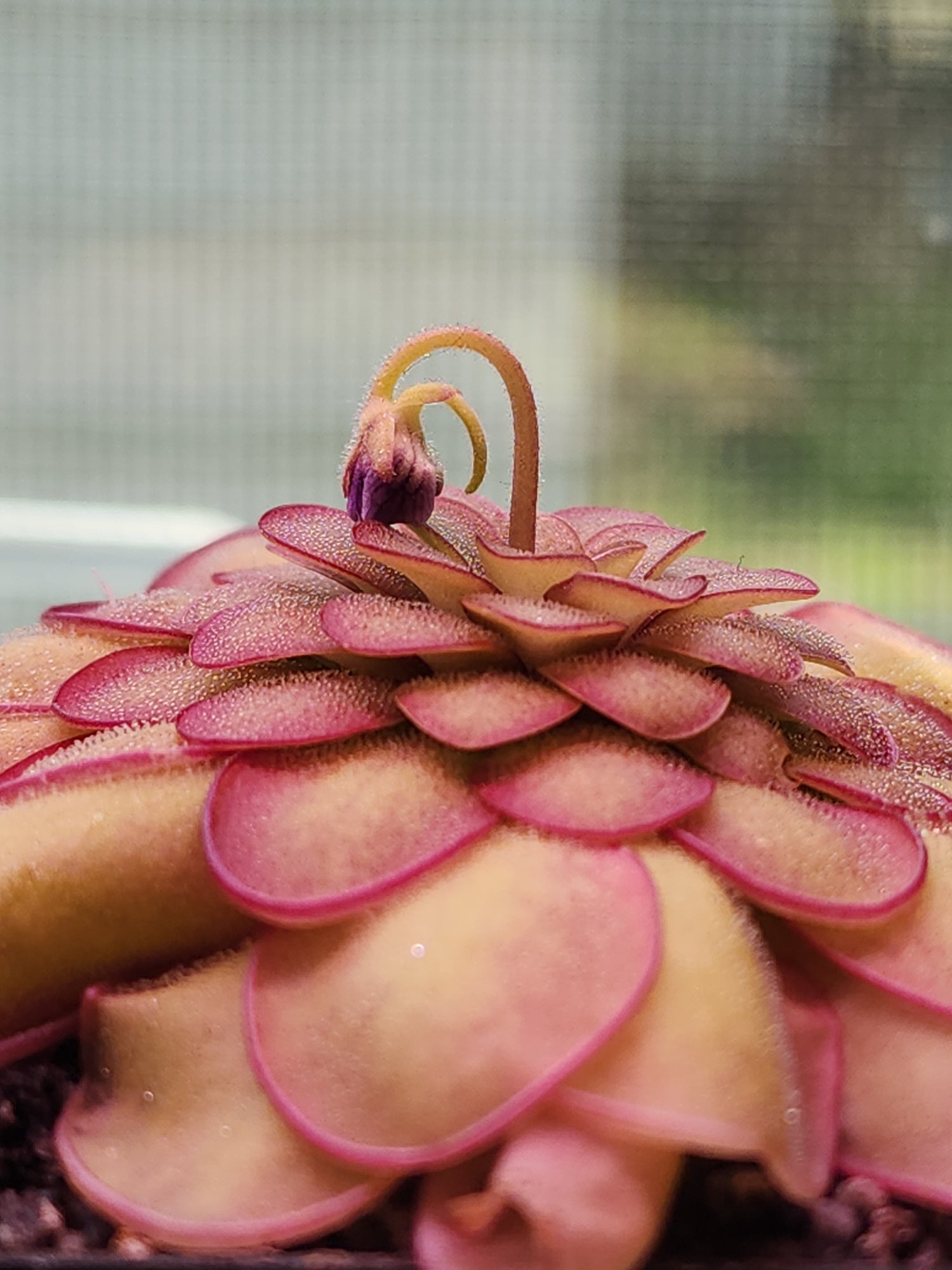 Pinguicula (Tropical Butterworts)