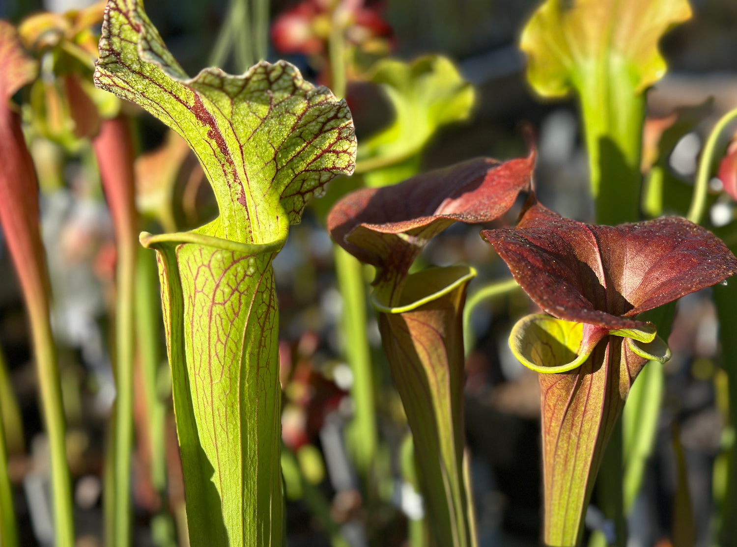 Sarracenia (North Americal Pitcher Plant)