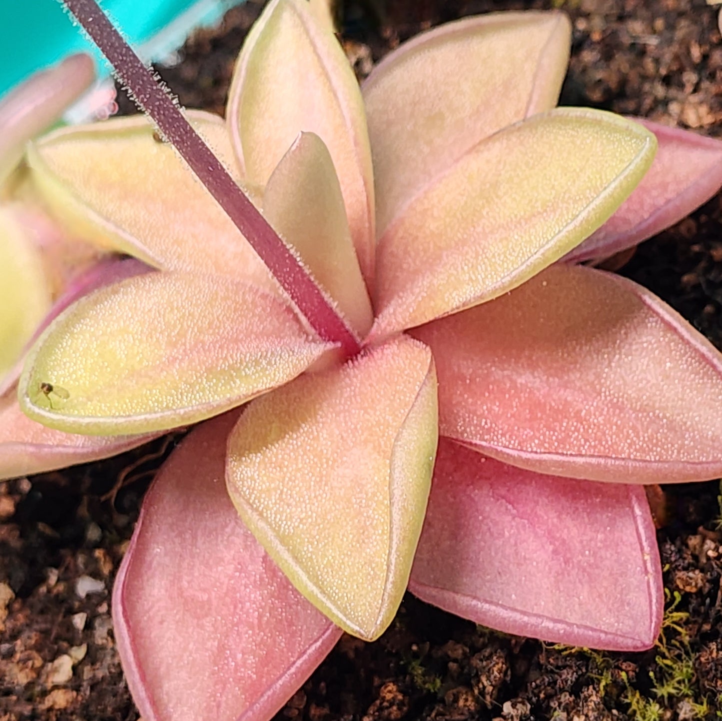 Pinguicula 'Razzberry Blonde'