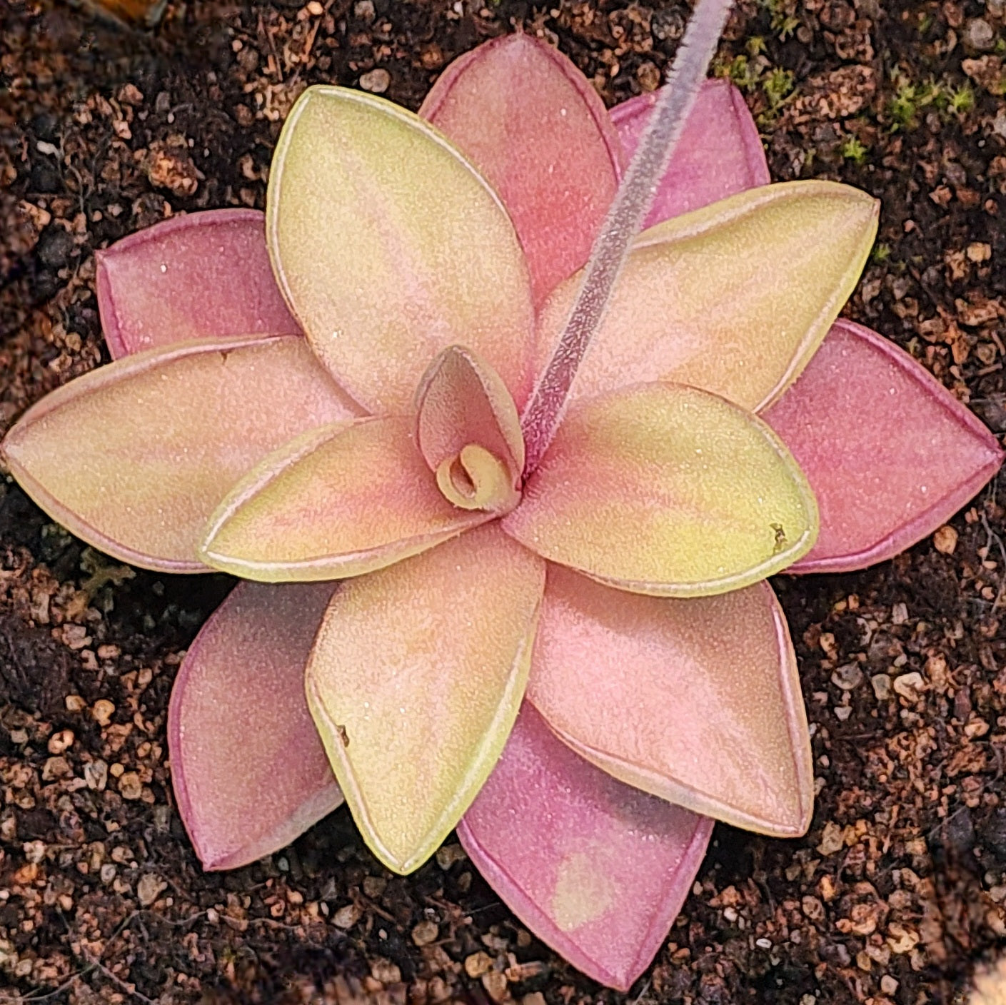 Pinguicula 'Razzberry Blonde'