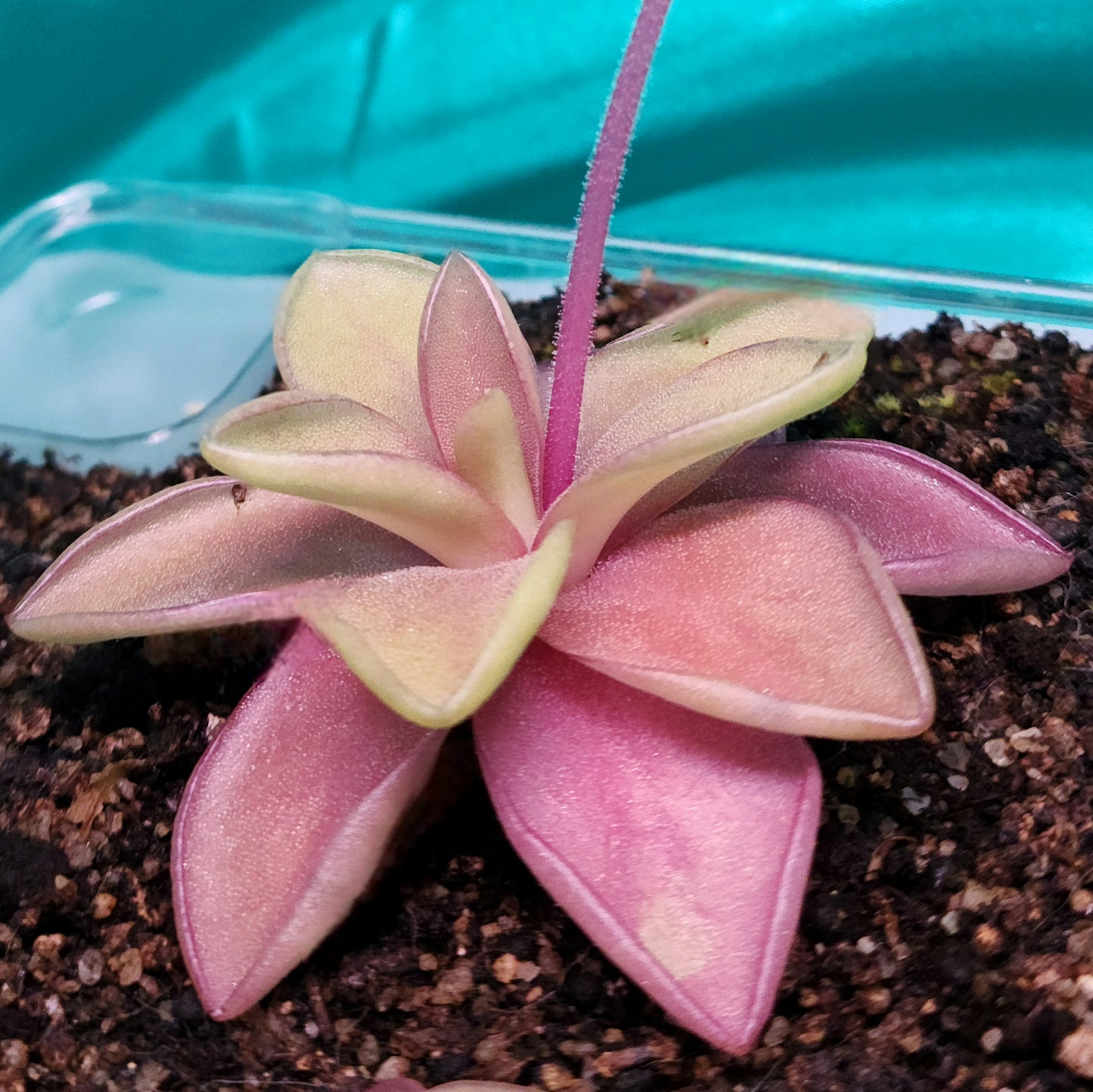 Pinguicula 'Razzberry Blonde'