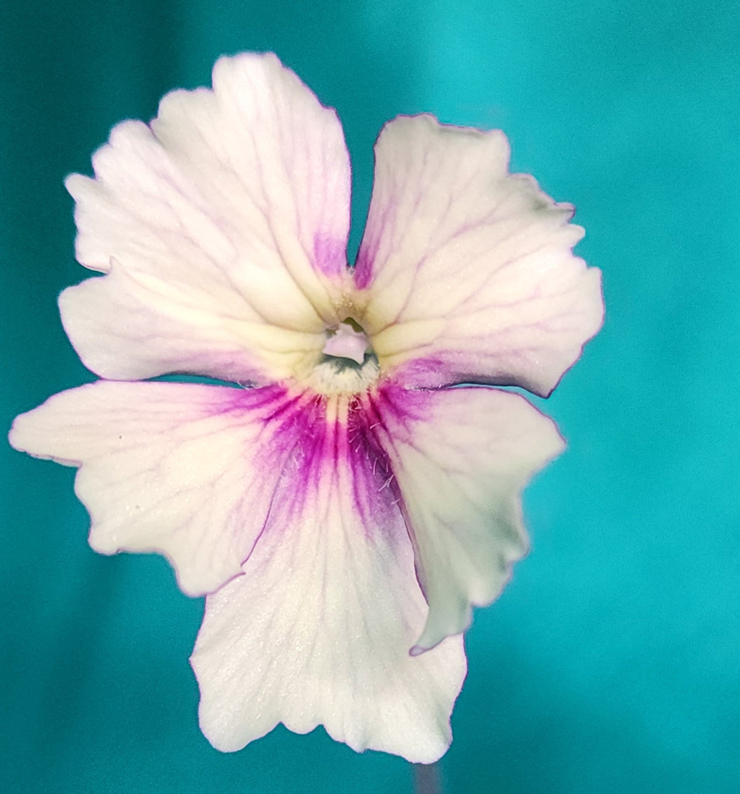 Pinguicula 'Razzberry Blonde'