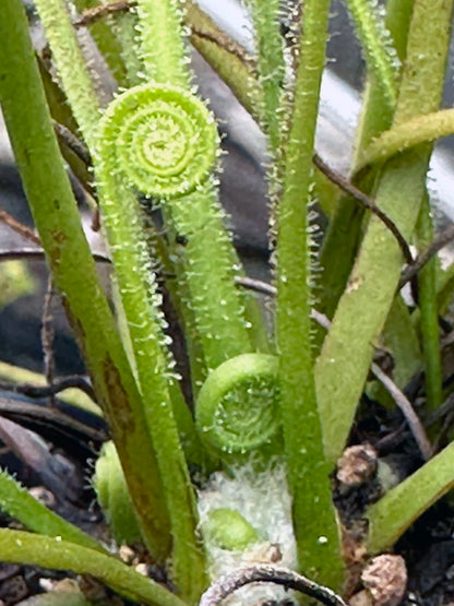 Drosera Filiformis var. Tracyi