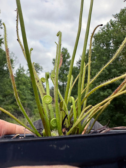 Drosera Filiformis var. Tracyi