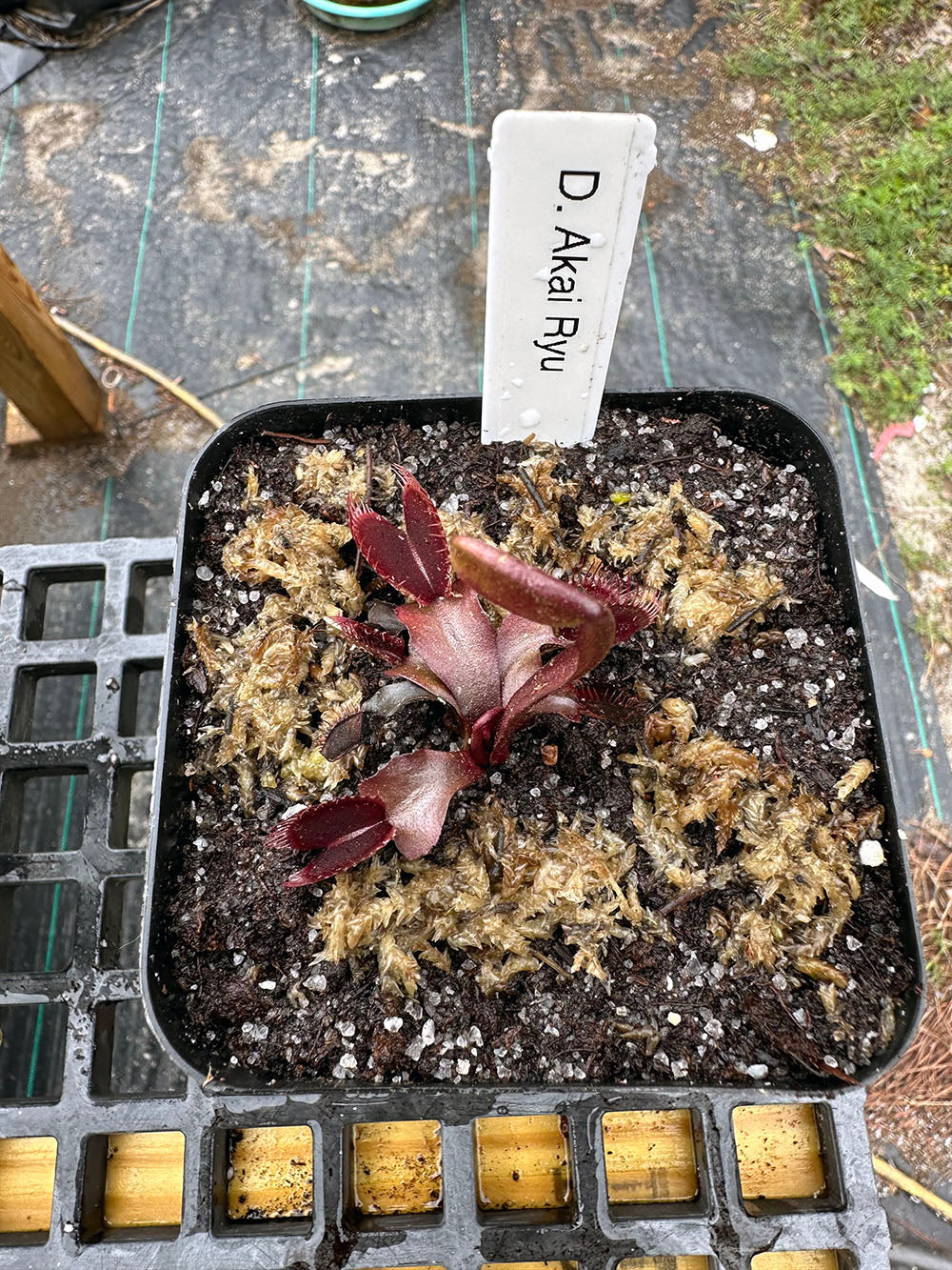 Venus Flytrap Akai Ryu – Cosmic Carnivorous Plants