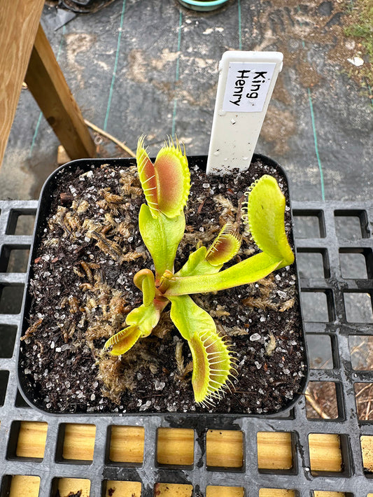 King Henry Venus Flytrap