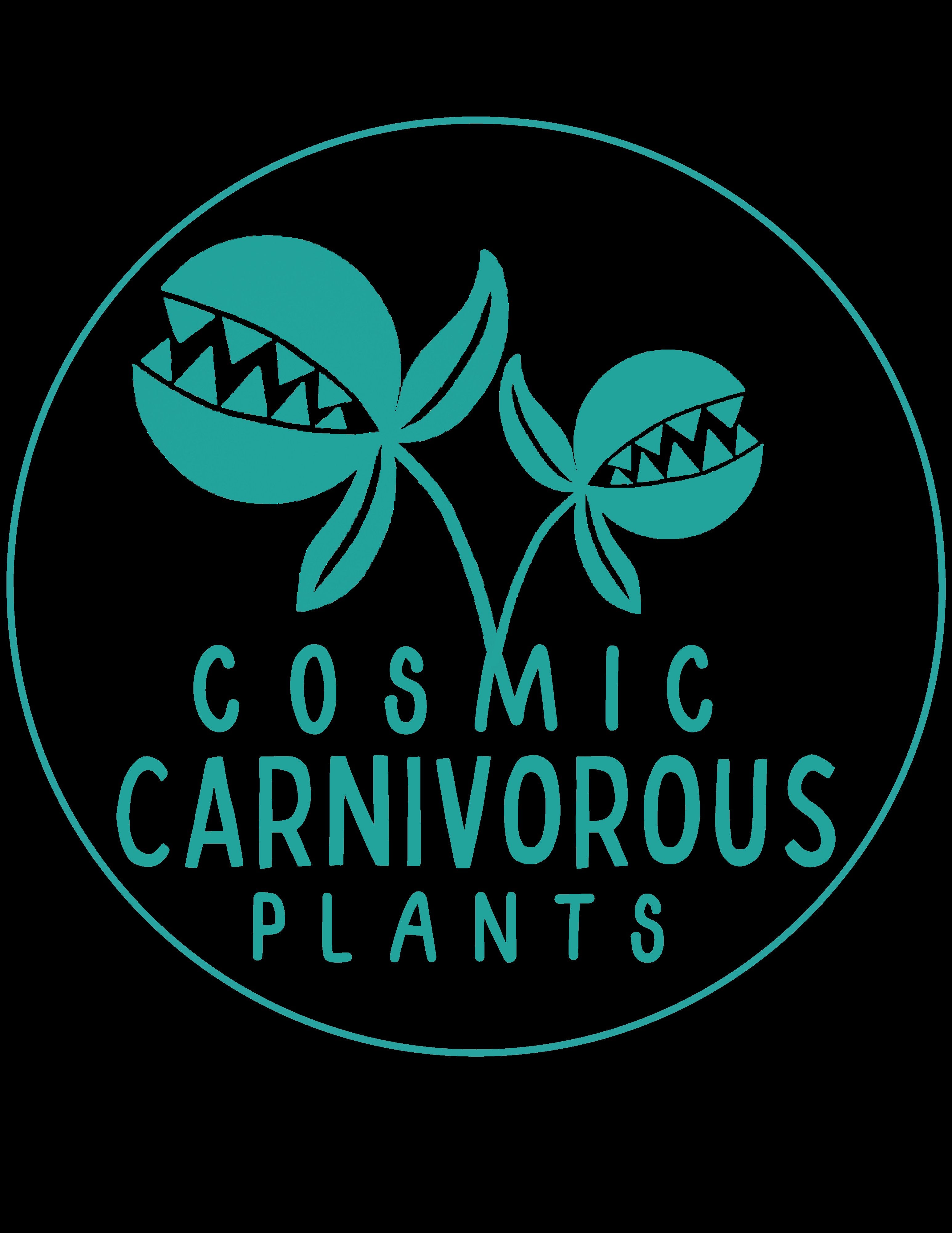 Sarracenia Flava color varieties Cosmic Carnivorous Plants