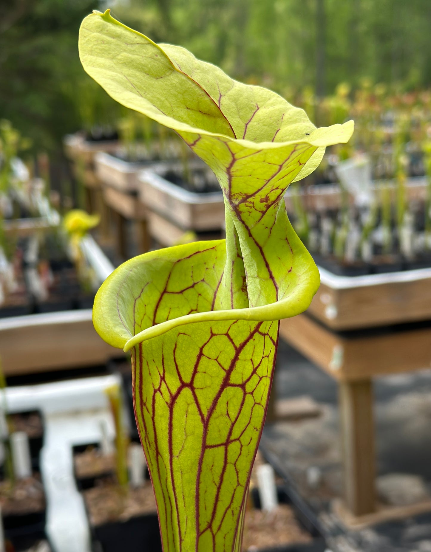 Sarracenia “Doreen’s Colossus” x ‘Saurus’