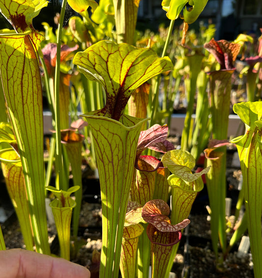 Sarracenia ('Wilkersons White Night' x Excellens) x'Saurus' Clone A