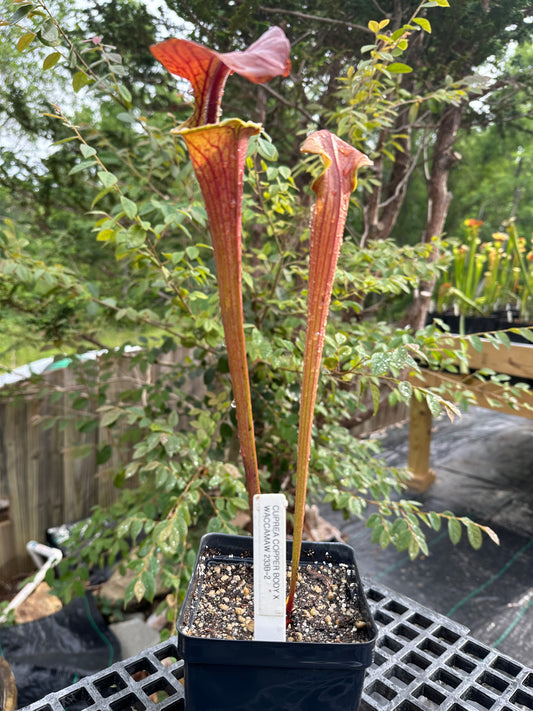 Sarracenia Cuprea "copper body" x 'Waccamaw'