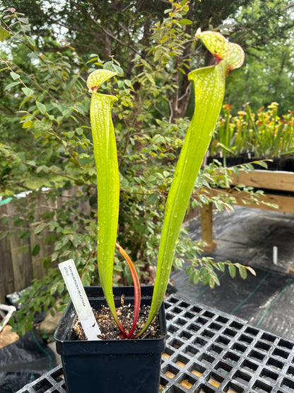 Sarracenia 'Leah Wilkerson' x 'Umlauftiana'