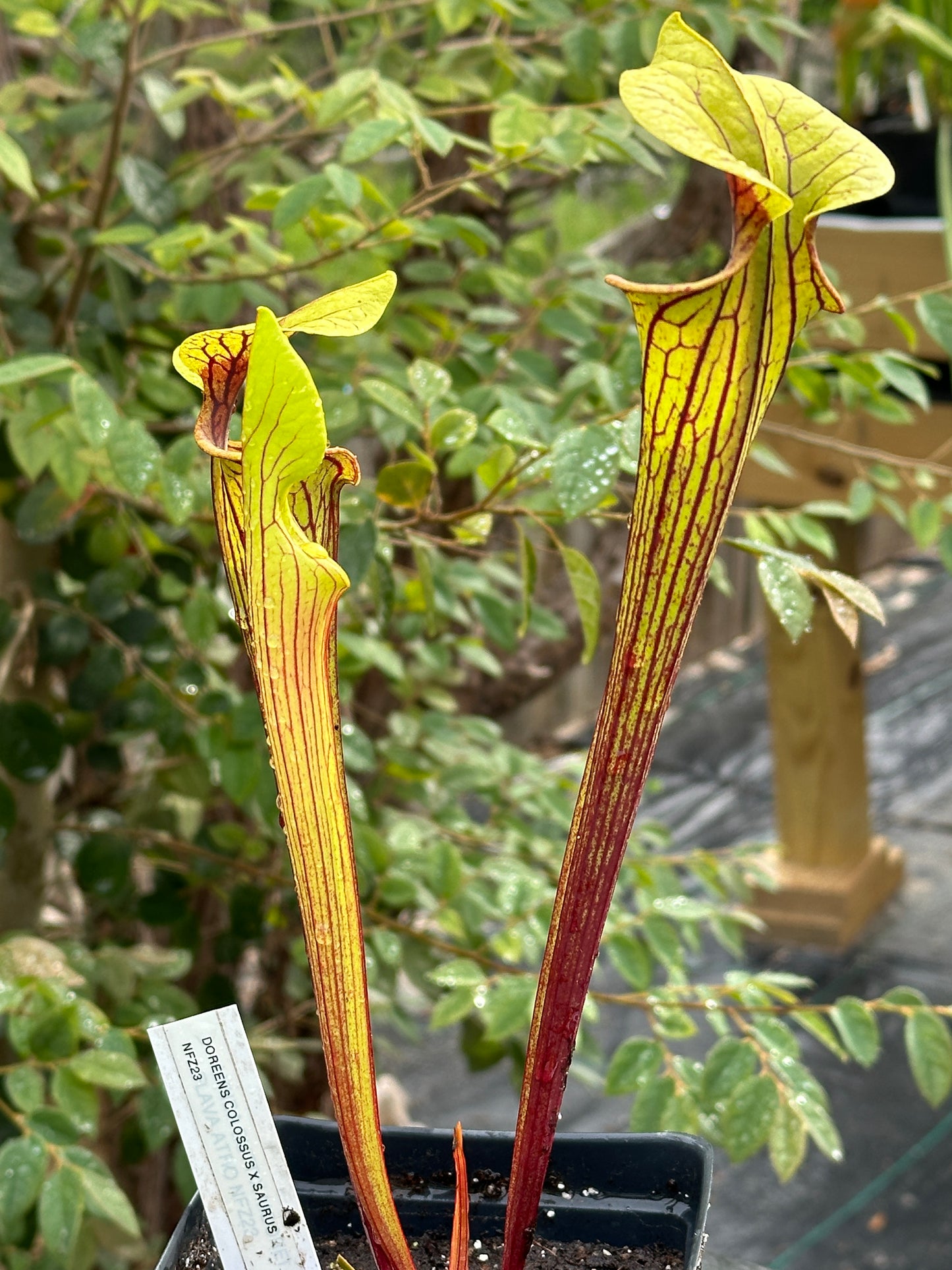 Sarracenia “Doreen’s Colossus” x ‘Saurus’