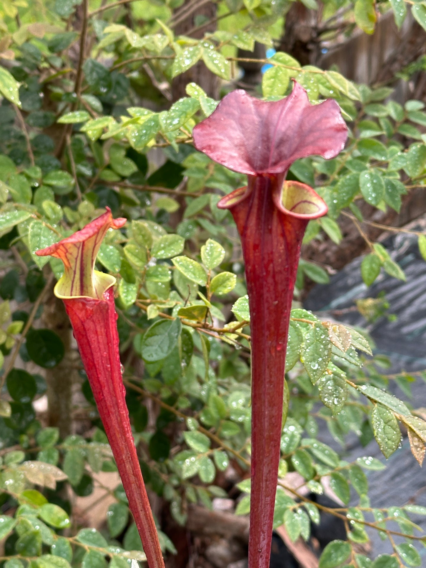 Sarracenia Atrocuprea (Lois x Best) x pure black