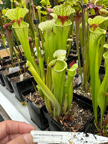 Sarracenia 'Leah Wilkerson' x 'Umlauftiana'