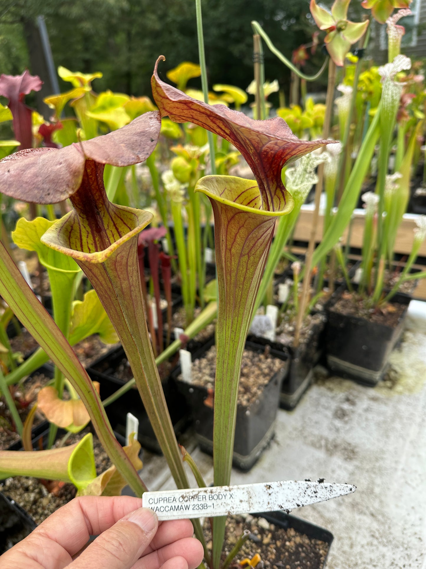 Sarracenia Cuprea "copper body" x 'Waccamaw'