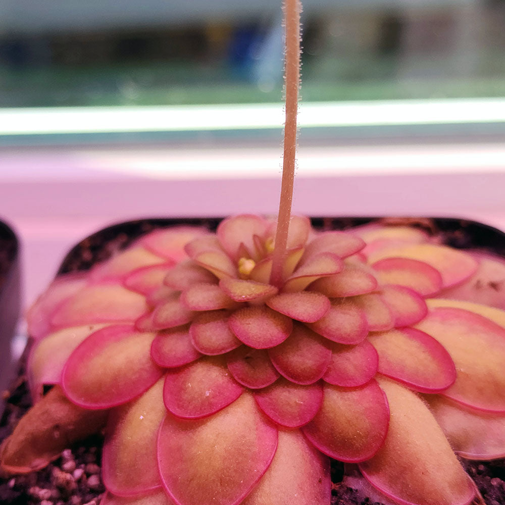 Pinguicula laueana CP2 x emarginata