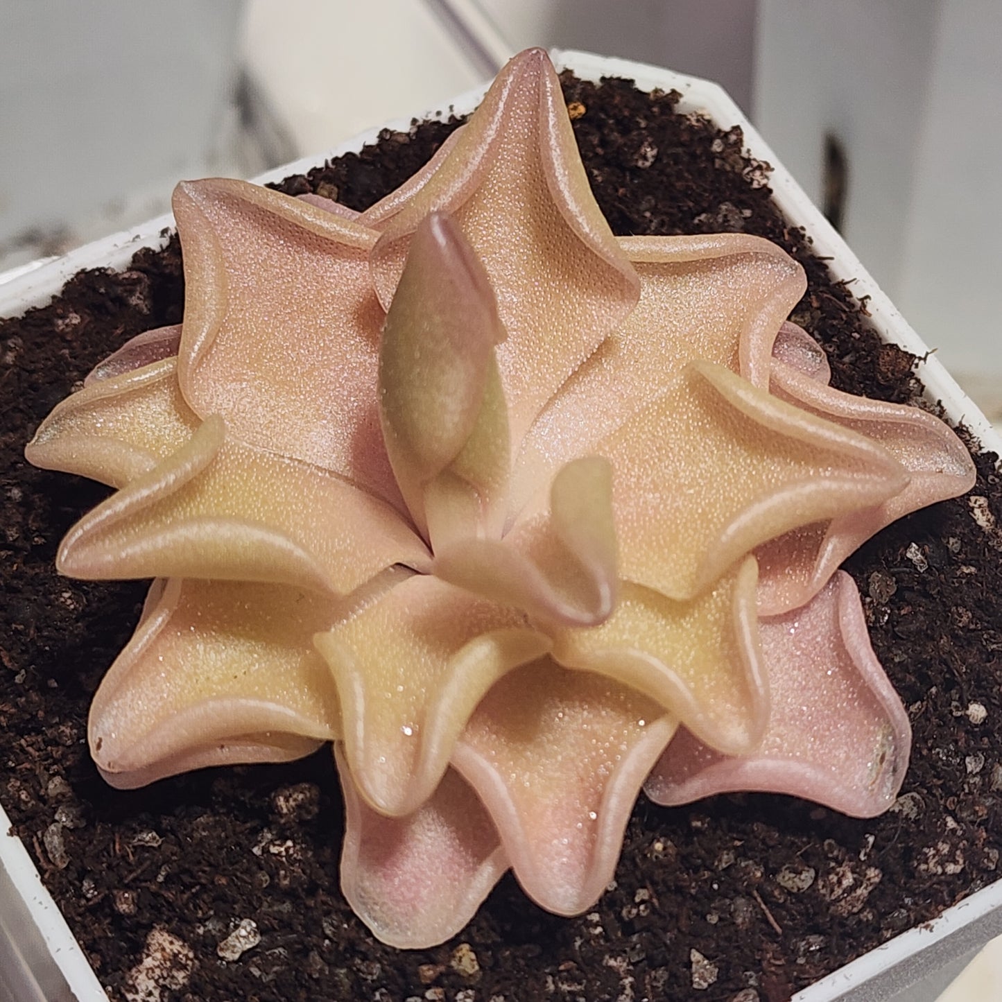 Pinguicula ‘Pirouette’