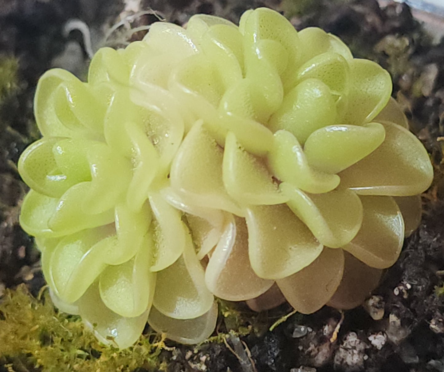 Pinguicula emarginata x juavamensis
