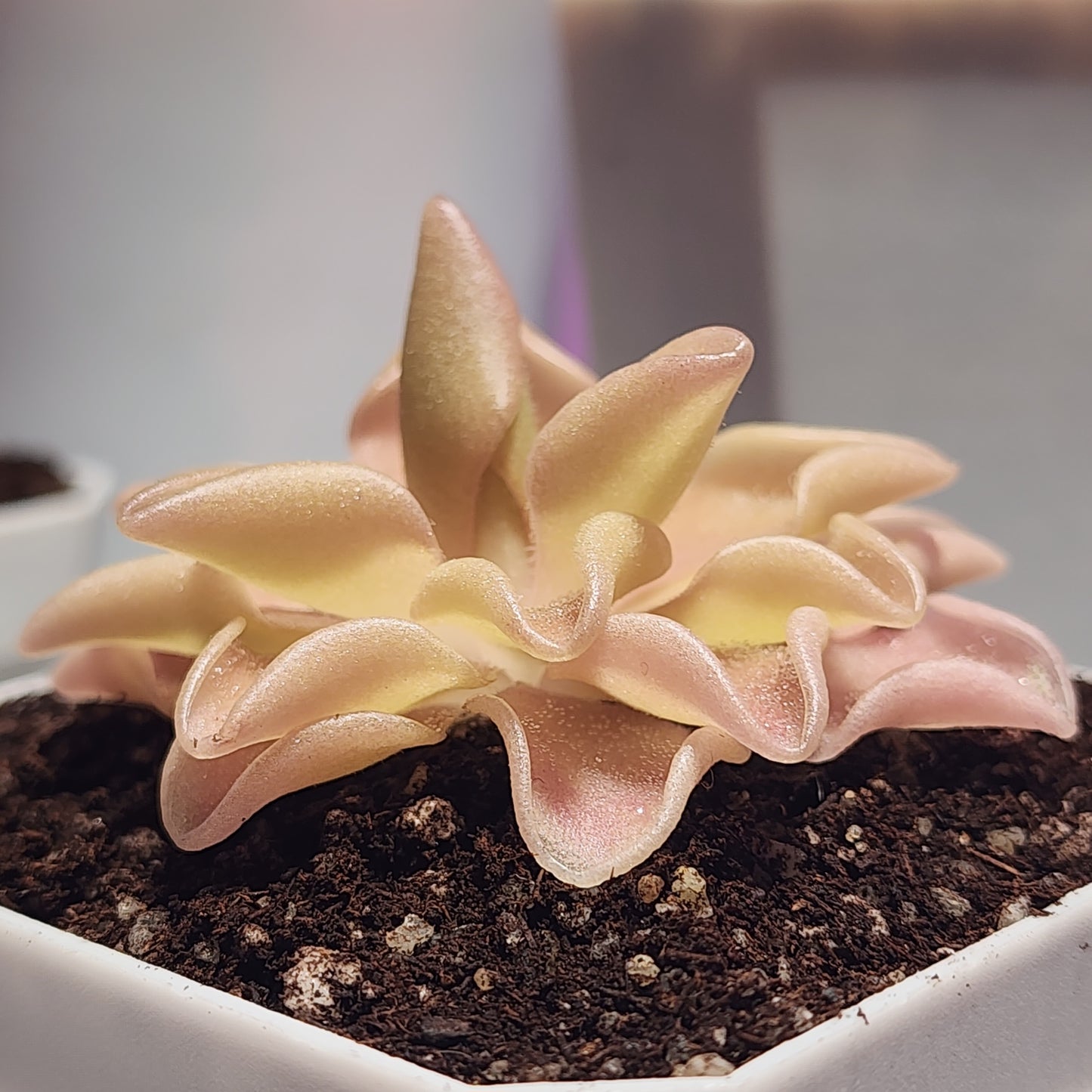 Pinguicula ‘Pirouette’