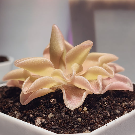 Pinguicula ‘Pirouette’