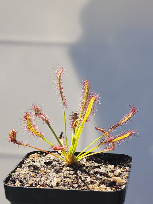 Cape Sundew (Drosera capensis)