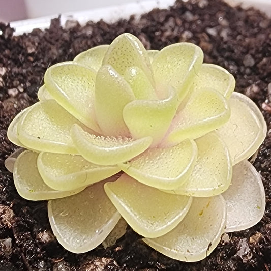 Pinguicula emarginata x juavamensis