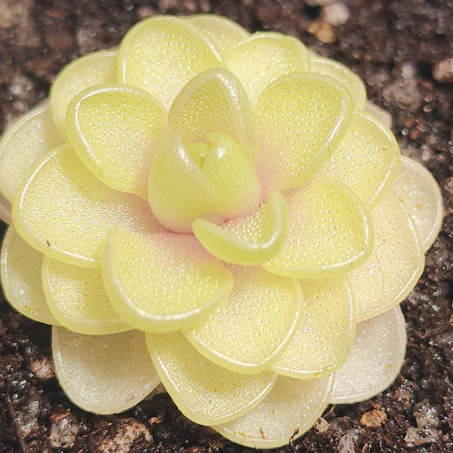 Pinguicula emarginata x juavamensis